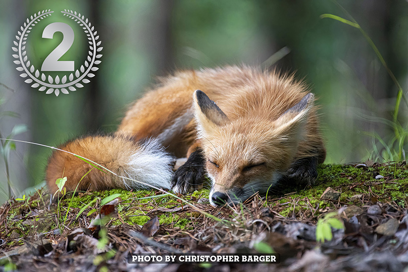 Sleeping Fox by Christopher Barger