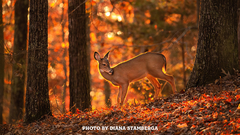 Autumn Deer by Diana Stamberga