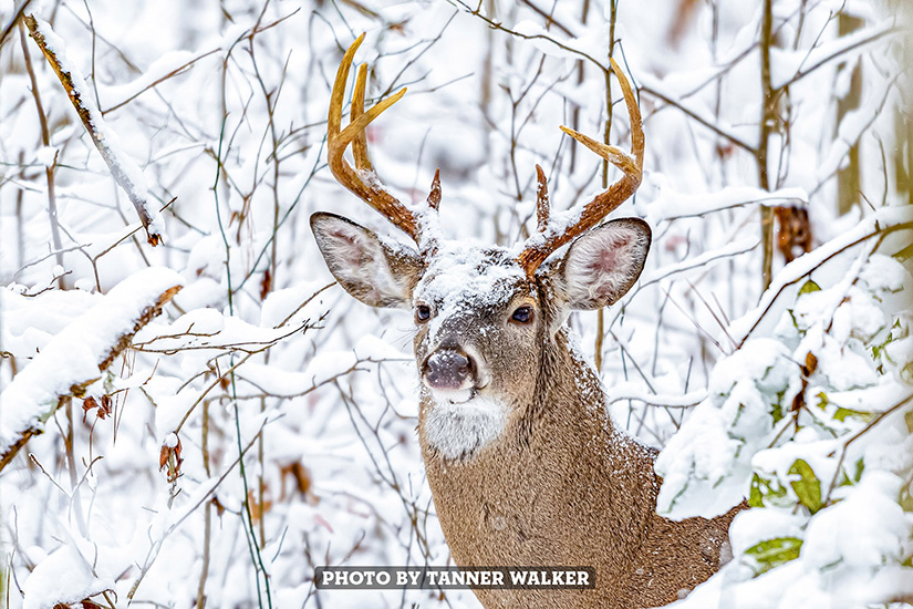 Winter Buck by Tanner Walker