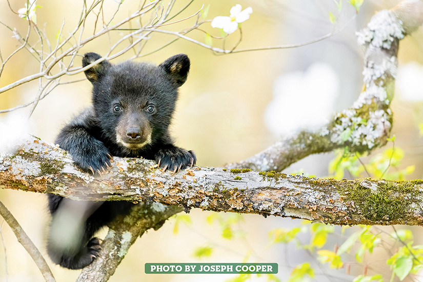 Spring Cub by Joseph Cooper